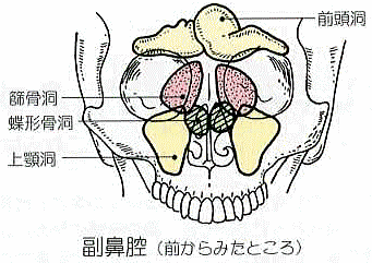 頭蓋骨の副鼻腔