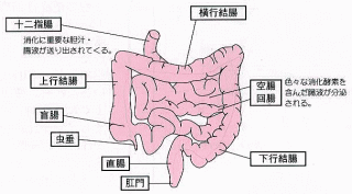 腸の構造