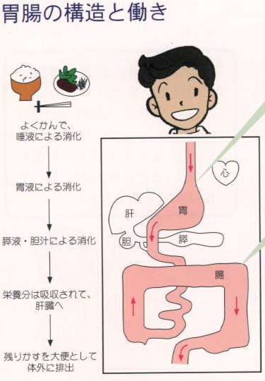 胃腸の構造とその働き