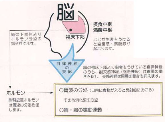 胃腸と脳・自律神経系を介した調節機構