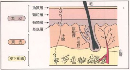 皮膚の解剖学的構造