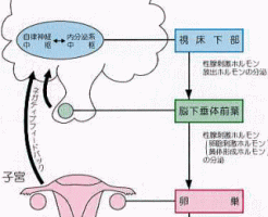 女性ホルモンの調節機構