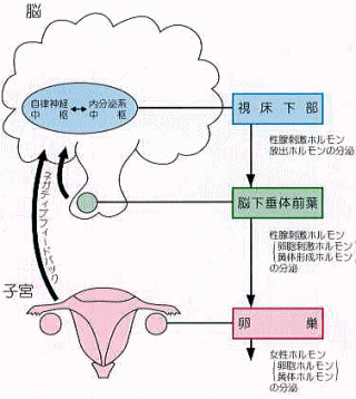 女性ホルモンの調節機構