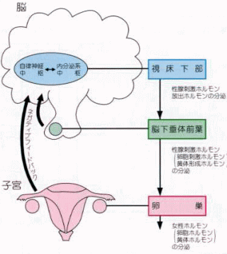 女性ホルモンの調節機構