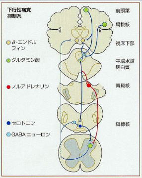 鍼灸の鎮痛メカニズム（下行性痛覚抑制系〉