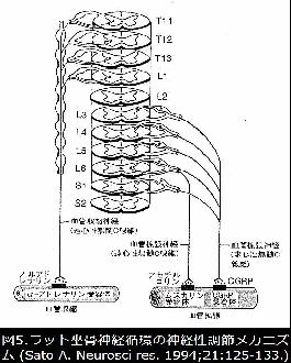 自律神経を介した血流改善効果