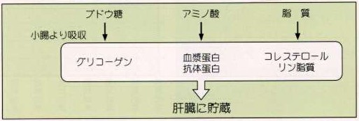 栄養素と肝臓の働き