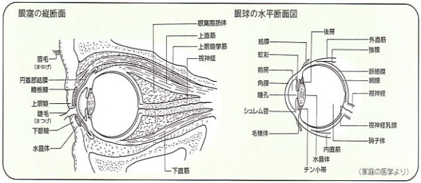 眼の構造