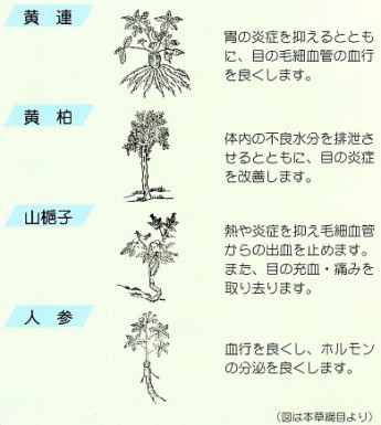 炎症を取り除き、眼の苦情を除く漢方薬の生薬構成