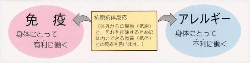 免疫の抗原抗体反応が不利に働くとアレルギーに