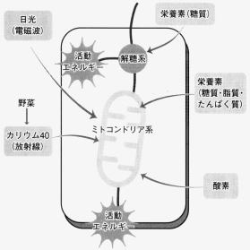 細胞内のエネルギー産生、解糖系とミトコンドリア