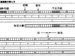 妊娠周期