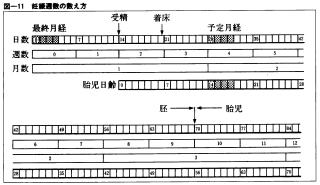 妊娠周期の数え方