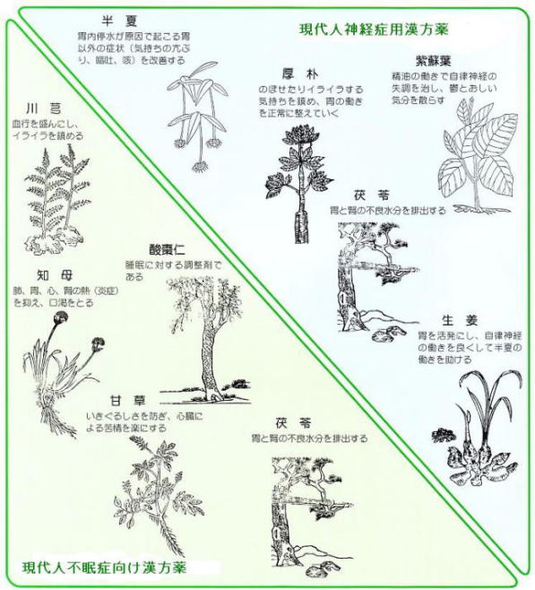 現代人向け神経症及ぶ不眠症用漢方構成生薬