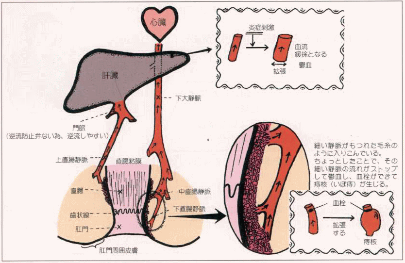 肛門の構造と静脈血の流れ