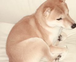 柴犬