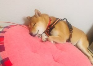 柴犬シュンちゃんも冬支度