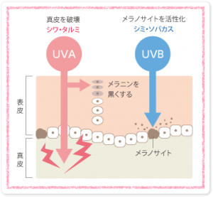 有害な紫外線ＵＶＡとＵＶＢ