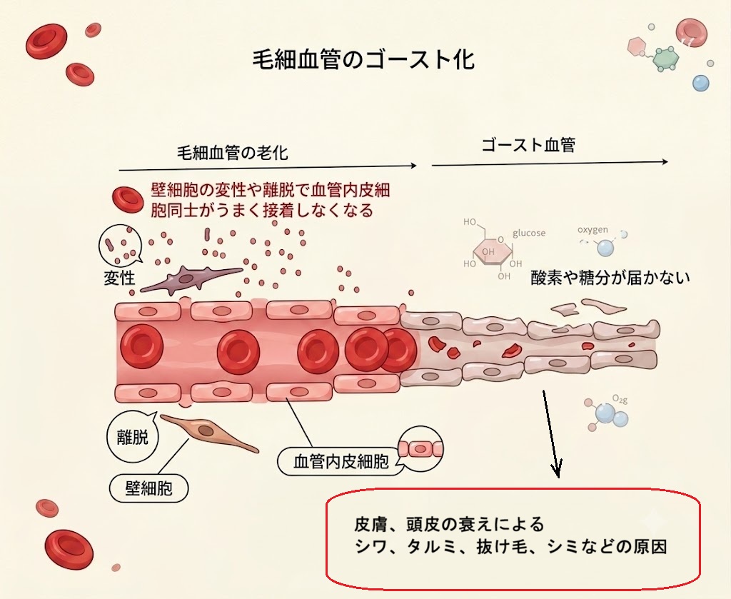 血管の不安定化（ゴースト血管）が、シワ、シミ、タルミ、抜け毛の原因となる