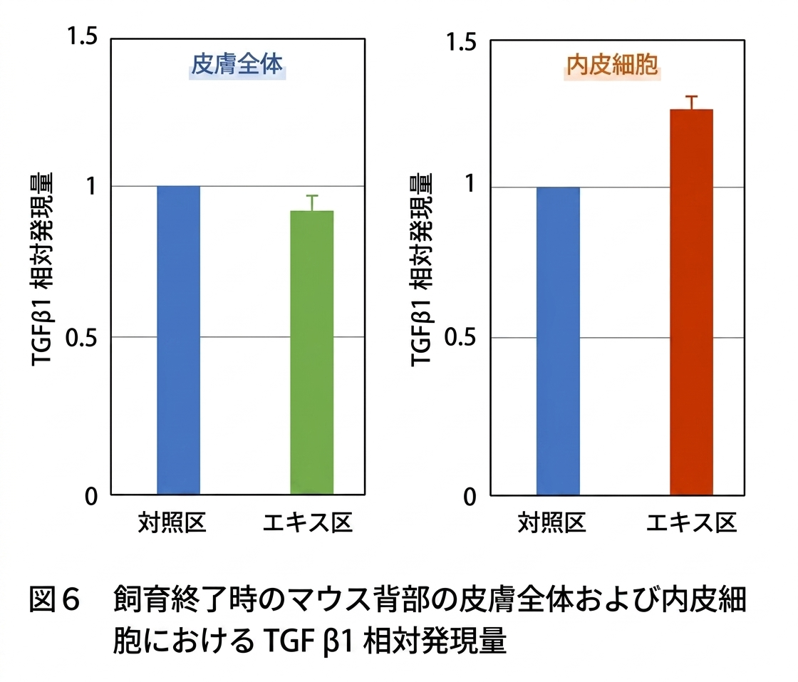飼育終了時のマウス背部の皮膚全体および内皮細胞におけるTGFβ1相対発現量